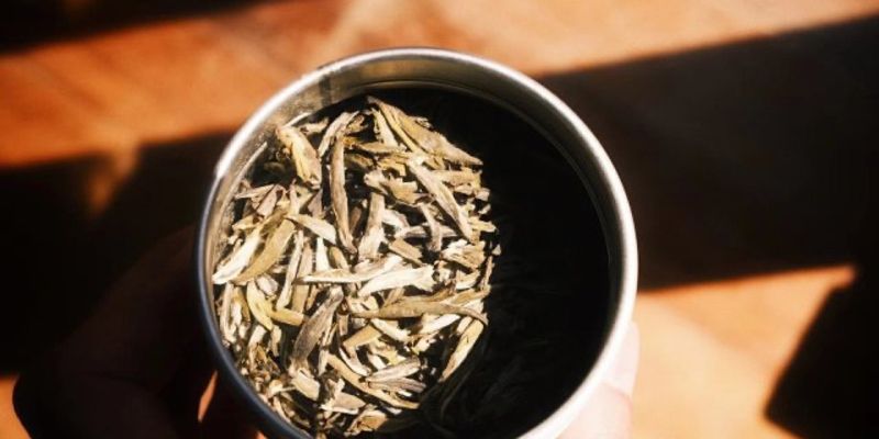 A hand holding open a tin of pale, slender jasmine-scented white tea leaves in afternoon light